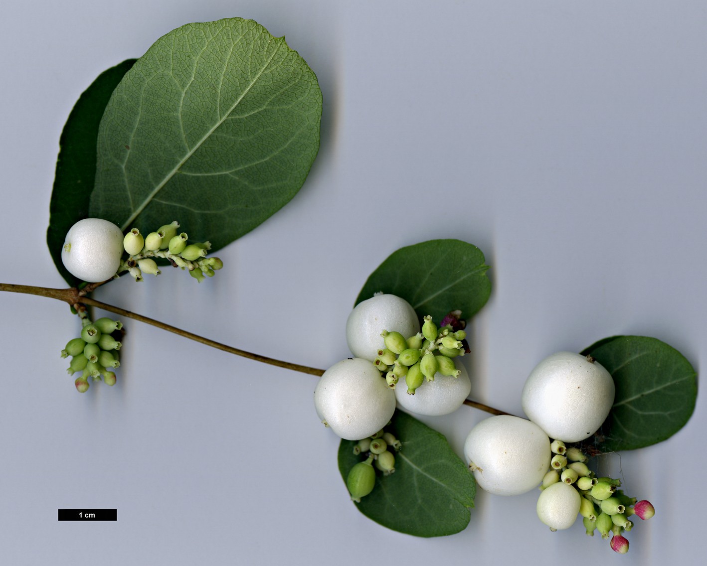 High resolution image: Family: Caprifoliaceae - Genus: Symphoricarpos - Taxon: albus - SpeciesSub: var. laevigatus